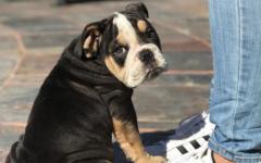 enzos_puppy