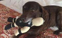 Steve Austin’s Dog Biting Steve Austin