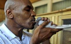 Mike Tyson And His Feathered Friend