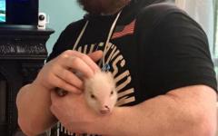 Sheamus And A Very Tiny Piglet