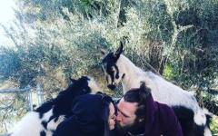 Daniel Bryan And Brie Bella Doing Yoga With Goats
