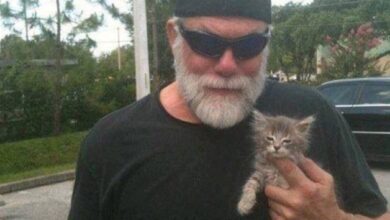 Randy Savage’s Cat Junkyard Cat Is Still Alive And Well
