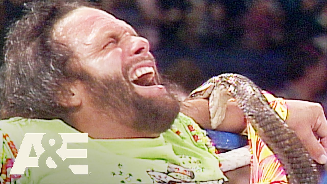 Jake Roberts Recalls Having His Snake Bite Him So Randy Savage Would ...