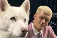 phraraoh cody rhodes