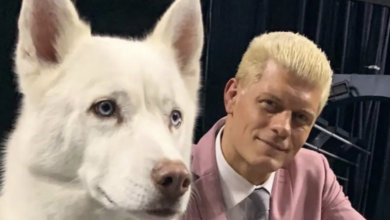 phraraoh cody rhodes