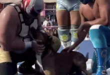 fighting puppy