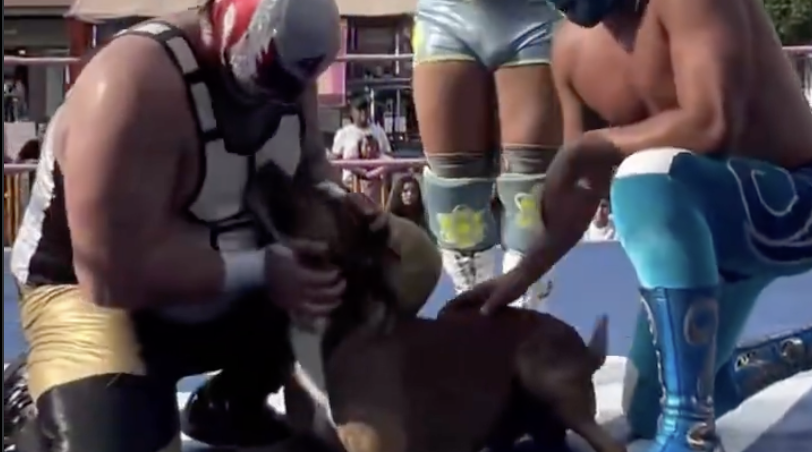 fighting puppy